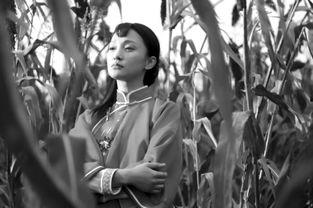 红高粱类似的电视剧,战地情缘